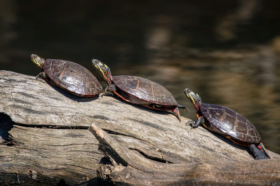 Drie schildpadden die over een boomstronk lopen.